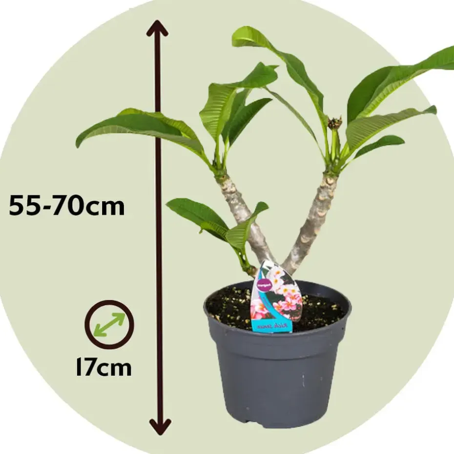 Frangipani roze - Plumeria rubra 'Roze' - Hoogte 55-70cm - ⌀17cm