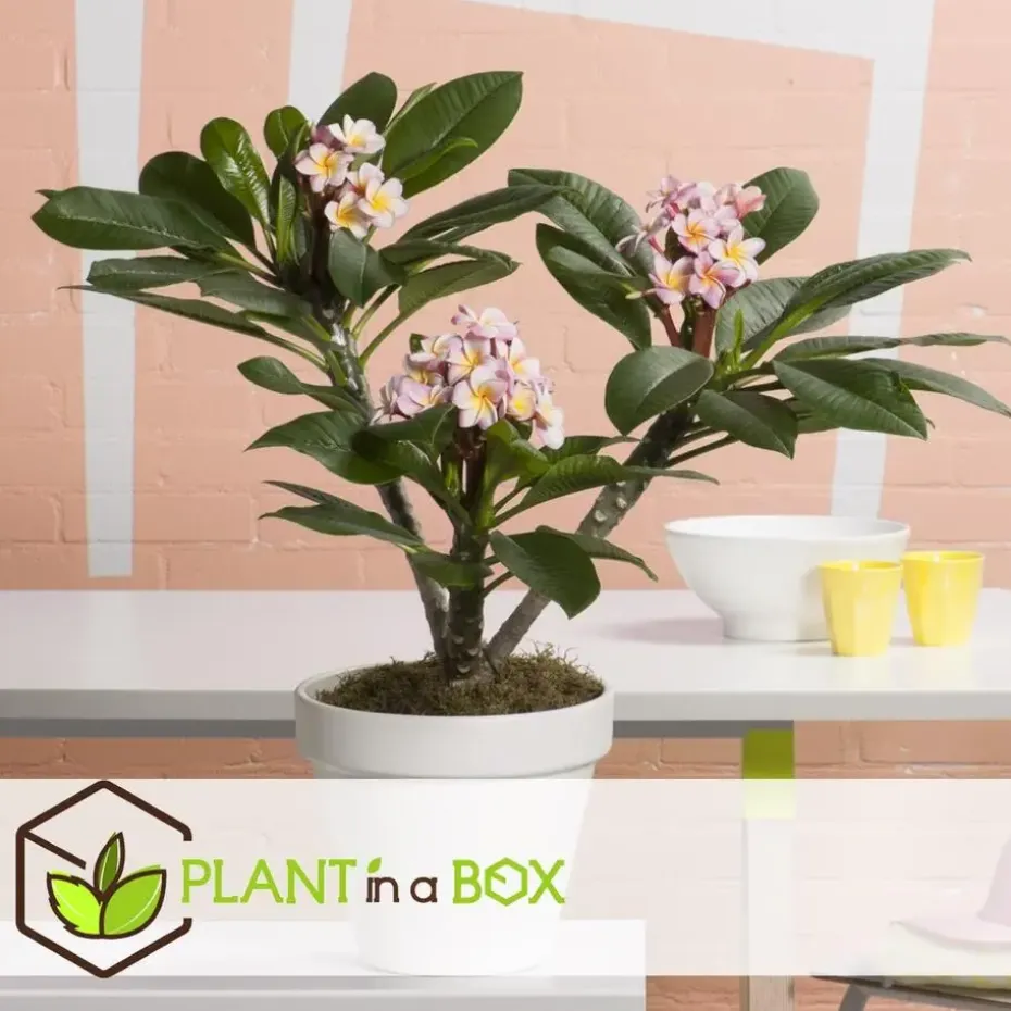 Frangipani roze - Plumeria rubra 'Roze' - Hoogte 55-70cm - ⌀17cm