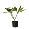 Frangipani wit - Plumeria rubra 'White' - Hoogte 55-70cm - ⌀17cm
