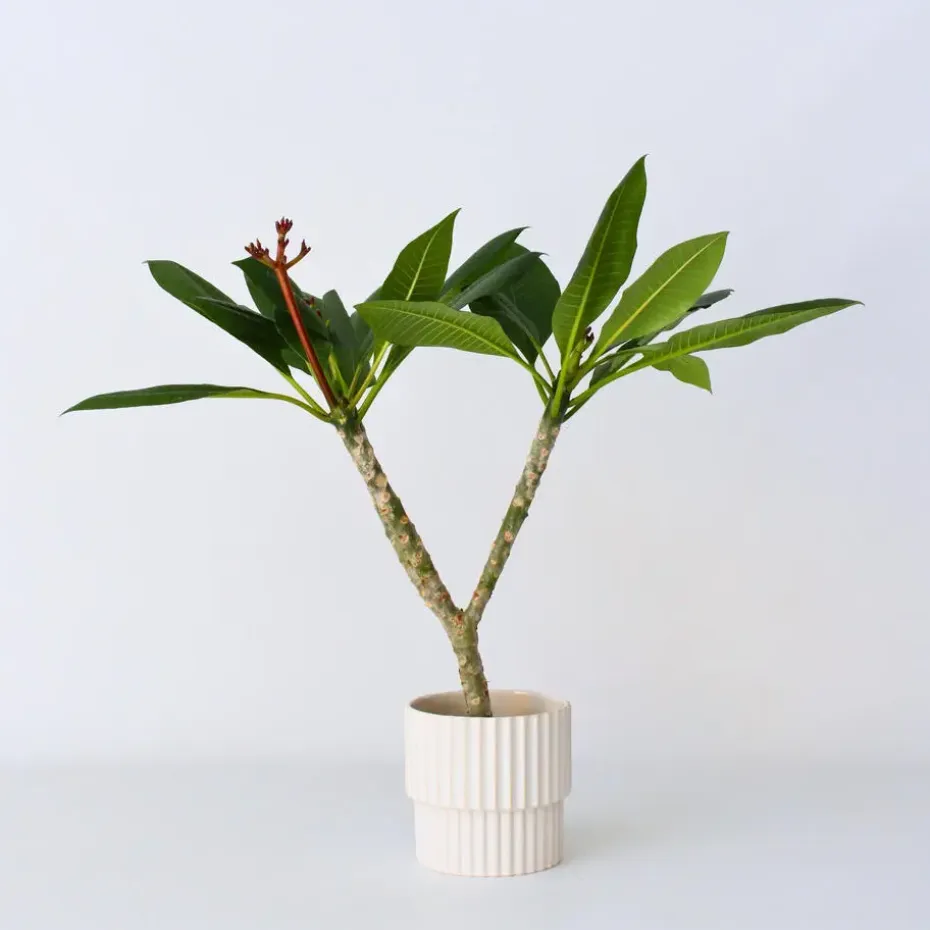 Frangipani wit - Plumeria rubra 'White' - Hoogte 55-70cm - ⌀17cm