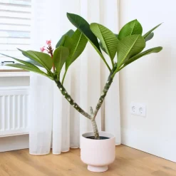 Frangipani wit - Plumeria rubra 'White' - Hoogte 55-70cm - ⌀17cm