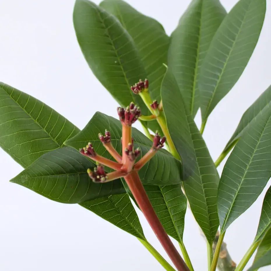 Frangipani wit - Plumeria rubra 'White' - Hoogte 55-70cm - ⌀17cm