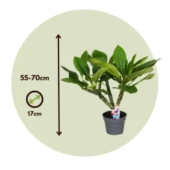 Frangipani wit - Plumeria rubra 'White' - Hoogte 55-70cm - ⌀17cm