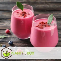 Fruitstruiken - Set van 8 - Actinidia, Vaccinium, Lycium - Hoogte 25-40cm - ⌀9cm