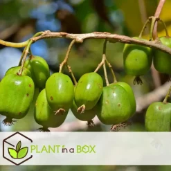 Fruitstruiken - Set van 8 - Actinidia, Vaccinium, Lycium - Hoogte 25-40cm - ⌀9cm