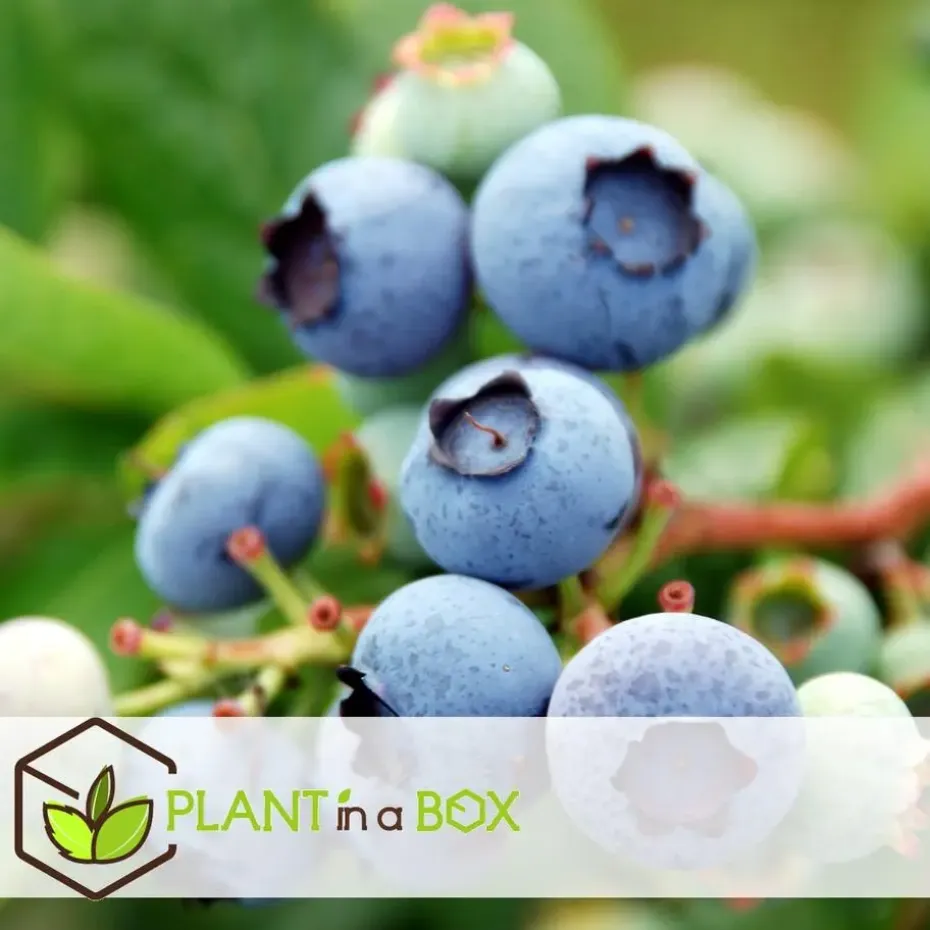 Fruitstruiken - Set van 4 - Actinidia, Vaccinium, Lycium - Hoogte 25-40cm - ⌀9cm