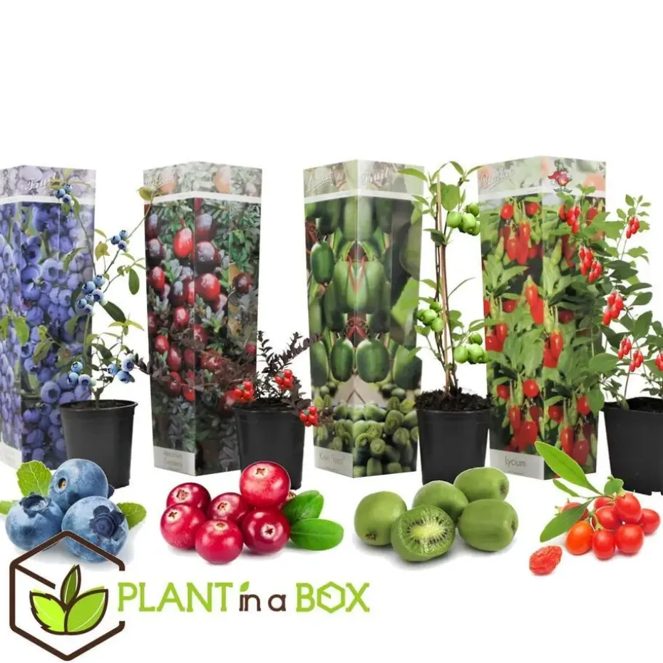 Fruitstruiken - Set van 4 - Actinidia, Vaccinium, Lycium - Hoogte 25-40cm - ⌀9cm