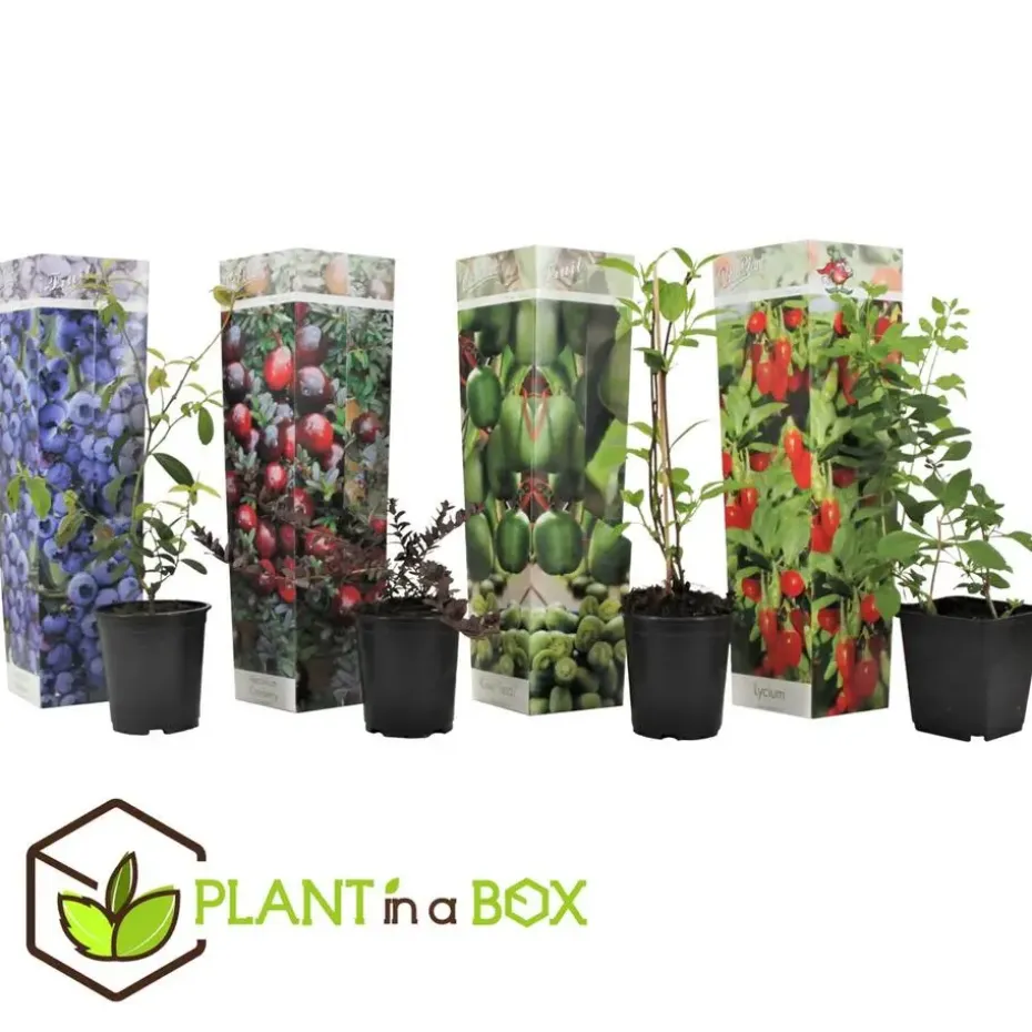 Fruitstruiken - Set van 4 - Actinidia, Vaccinium, Lycium - Hoogte 25-40cm - ⌀9cm