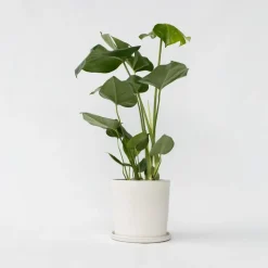 Gatenplant - Monstera deliciosa - Hoogte 50-60cm - ⌀17cm