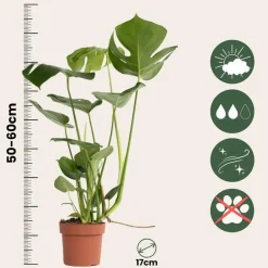 Gatenplant - Monstera deliciosa - Hoogte 50-60cm - ⌀17cm