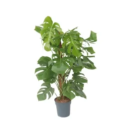 Gatenplant - Monstera deliciosa - Hoogte 120-130cm - ⌀24cm