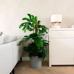 Gatenplant - Monstera deliciosa - Hoogte 120-130cm - ⌀24cm