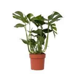 Gatenplant - Monstera deliciosa - Hoogte 70-80cm - ⌀21cm