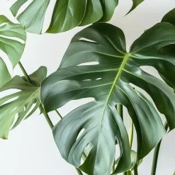Gatenplant - Monstera deliciosa - Hoogte 70-80cm - ⌀21cm