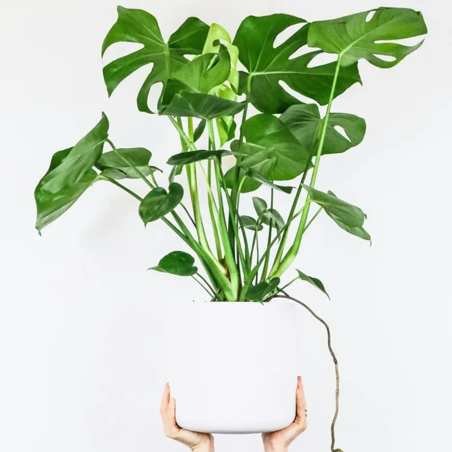 Gatenplant - Monstera deliciosa - Hoogte 70-80cm - ⌀21cm