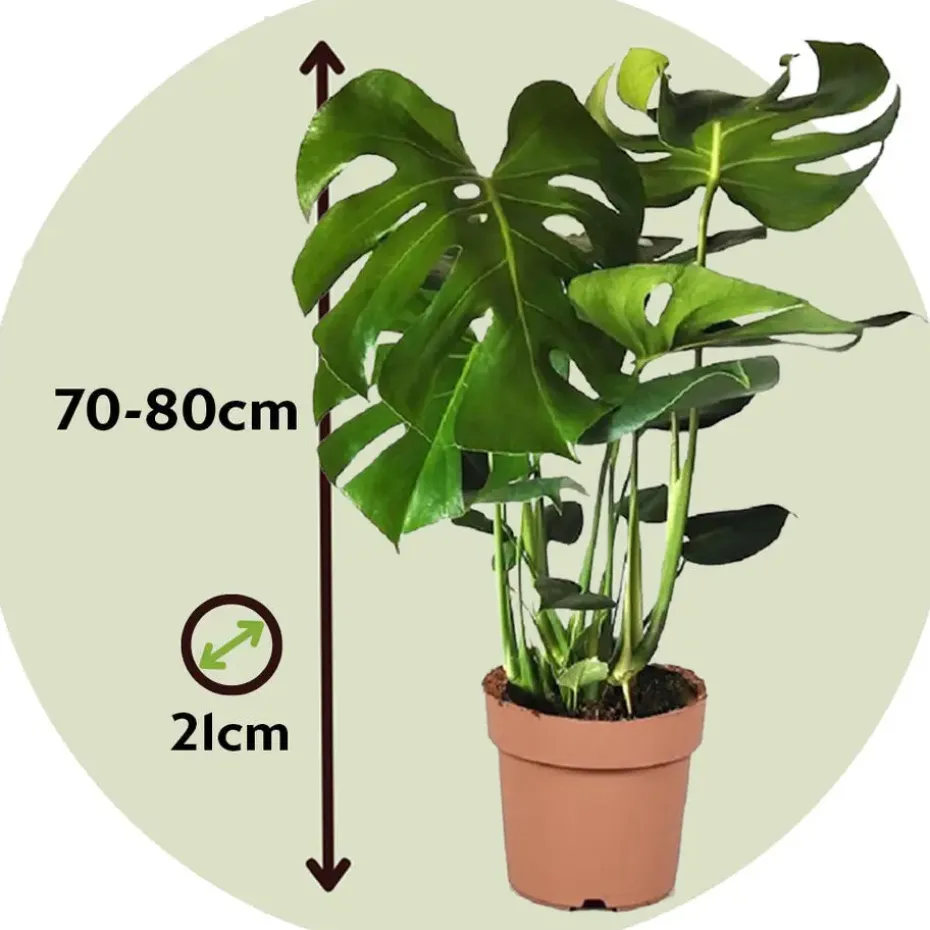 Gatenplant - Monstera deliciosa - Hoogte 70-80cm - ⌀21cm