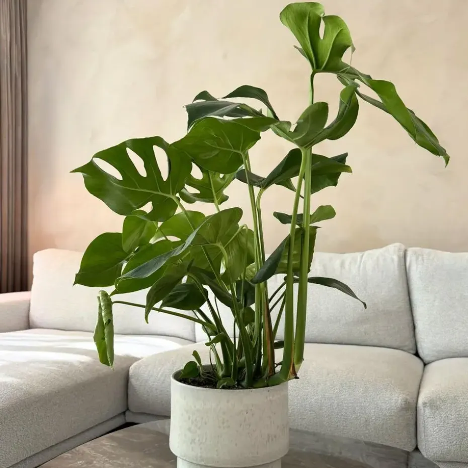 Gatenplant - Monstera deliciosa - Hoogte 70-80cm - ⌀21cm