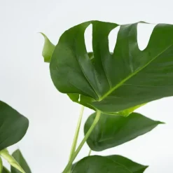 Gatenplant - Monstera deliciosa - Hoogte 70-80cm - ⌀21cm