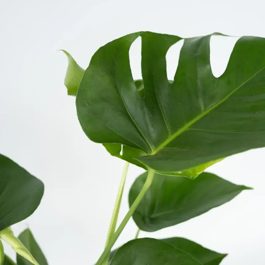 Gatenplant - Monstera deliciosa - Hoogte 70-80cm - ⌀21cm