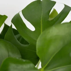 Gatenplant met plantenvoeding - Monstera deliciosa - Hoogte 70-80cm - ⌀21cm