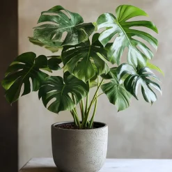 Gatenplant met plantenvoeding - Monstera deliciosa - Hoogte 70-80cm - ⌀21cm