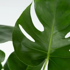 Gatenplant met plantenvoeding - Monstera deliciosa - Hoogte 70-80cm - ⌀21cm