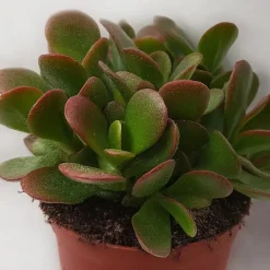 Geldboom - Crassula ovata 'Sunset' - Hoogte 15-20cm - ⌀12cm