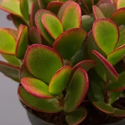 Geldboom - Crassula ovata 'Sunset' - Hoogte 15-20cm - ⌀12cm