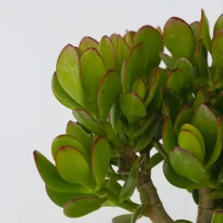 Geldboom - Crassula ovata - Hoogte 15-25 cm - ø 12 cm