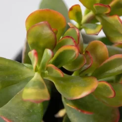 Geldboom - Mix van 3 - Crassula Minor, Hobbit, Sunset - Hoogte 10-25cm - ø12cm