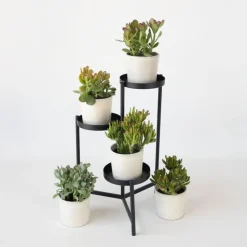 Geldboom - Mix van 5 Crassula ovata soorten - Hoogte 10-25cm - Pot 12cm