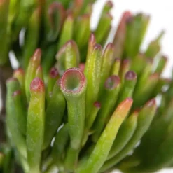 Geldboom - Mix van 5 Crassula ovata soorten - Hoogte 10-25cm - Pot 12cm