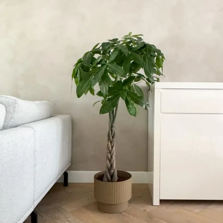 Geldboom - Pachira aquatica - Hoogte 100-120cm - ⌀24cm