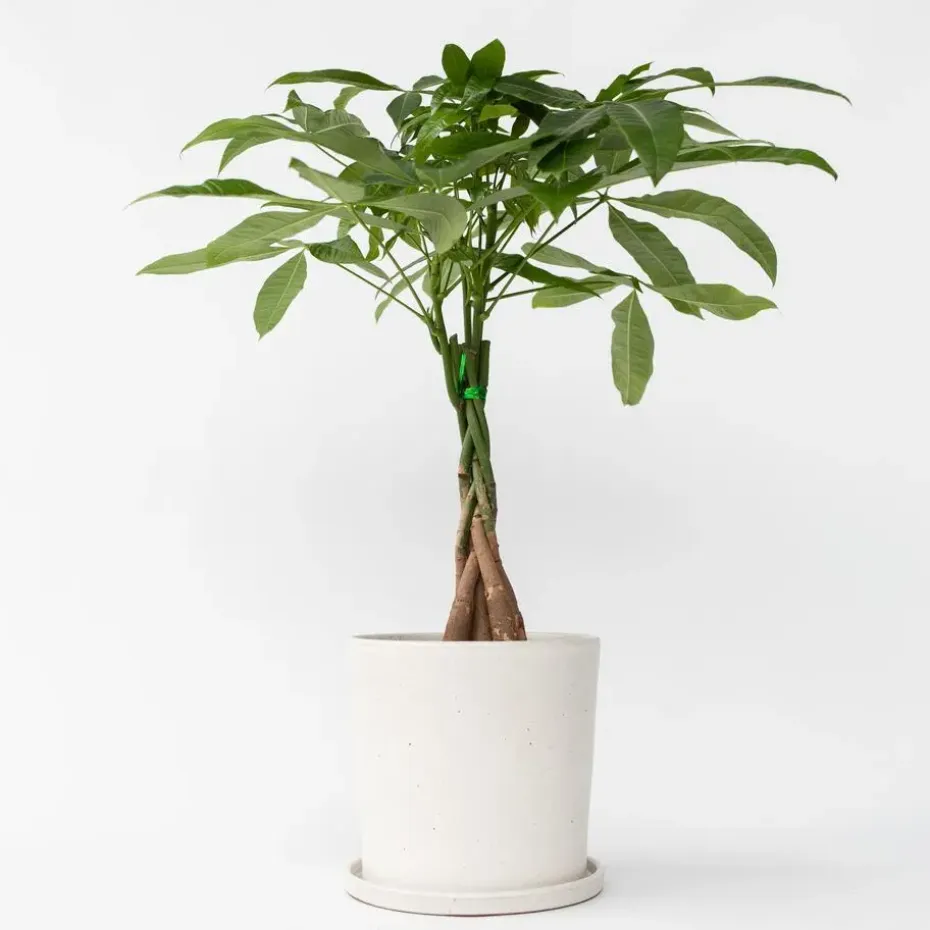 Geldboom - Pachira aquatica - Hoogte 60-70cm - ⌀17cm