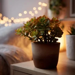Geldboom - Set van 2 - Crassula ovata 'Sunset' - Hoogte 15-20cm - ⌀12cm
