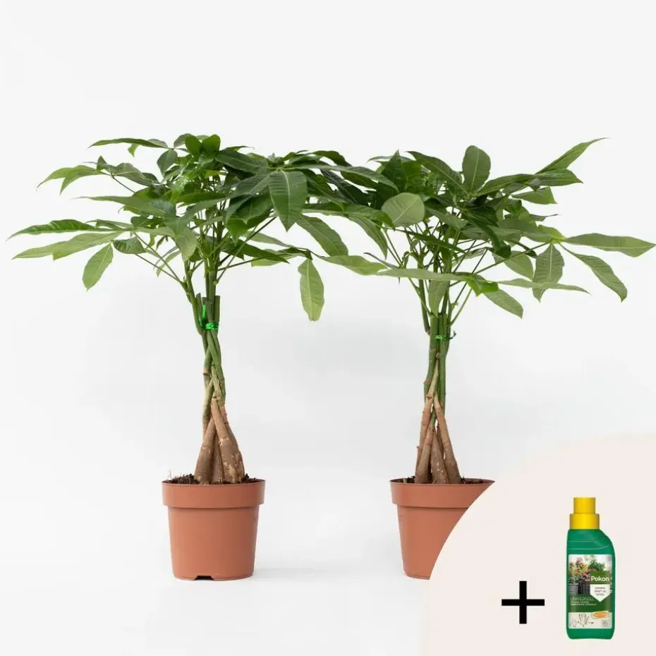 Geldboom met voeding - Set van 2 - Pachira aquatica - Hoogte 60-70cm - ⌀17cm