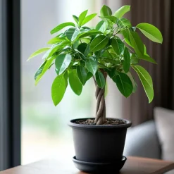 Geldboom met voeding - Set van 2 - Pachira aquatica - Hoogte 60-70cm - ⌀17cm