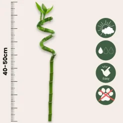 Geluksbamboe - Set van 12 - Dracaena sanderiana - Hoogte 40-50cm - ⌀2cm