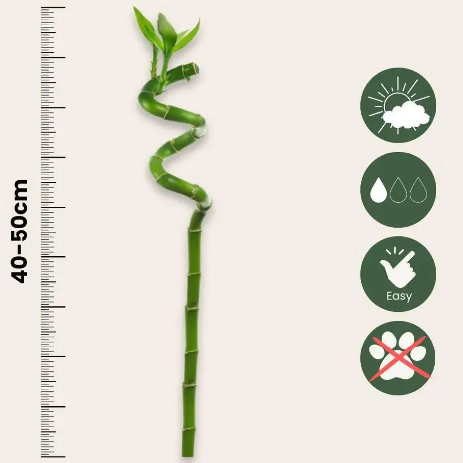 Geluksbamboe - Set van 12 - Dracaena sanderiana - Hoogte 40-50cm - ⌀2cm