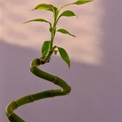 Geluksbamboe - Set van 12 - Dracaena sanderiana - Hoogte 40-50cm - ⌀2cm