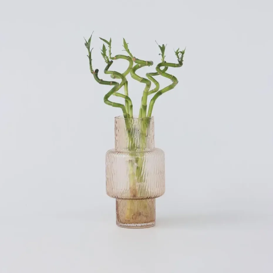 Geluksbamboe - Set van 6 - Dracaena sanderiana - Hoogte 40-50cm - ⌀2cm
