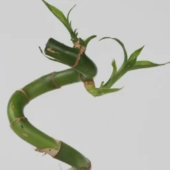 Geluksbamboe - Set van 6 - Dracaena sanderiana - Hoogte 40-50cm - ⌀2cm