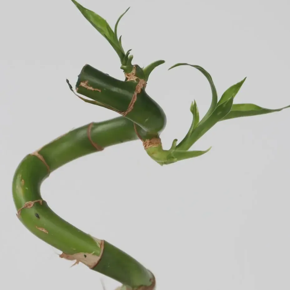Geluksbamboe - Set van 6 - Dracaena sanderiana - Hoogte 40-50cm - ⌀2cm