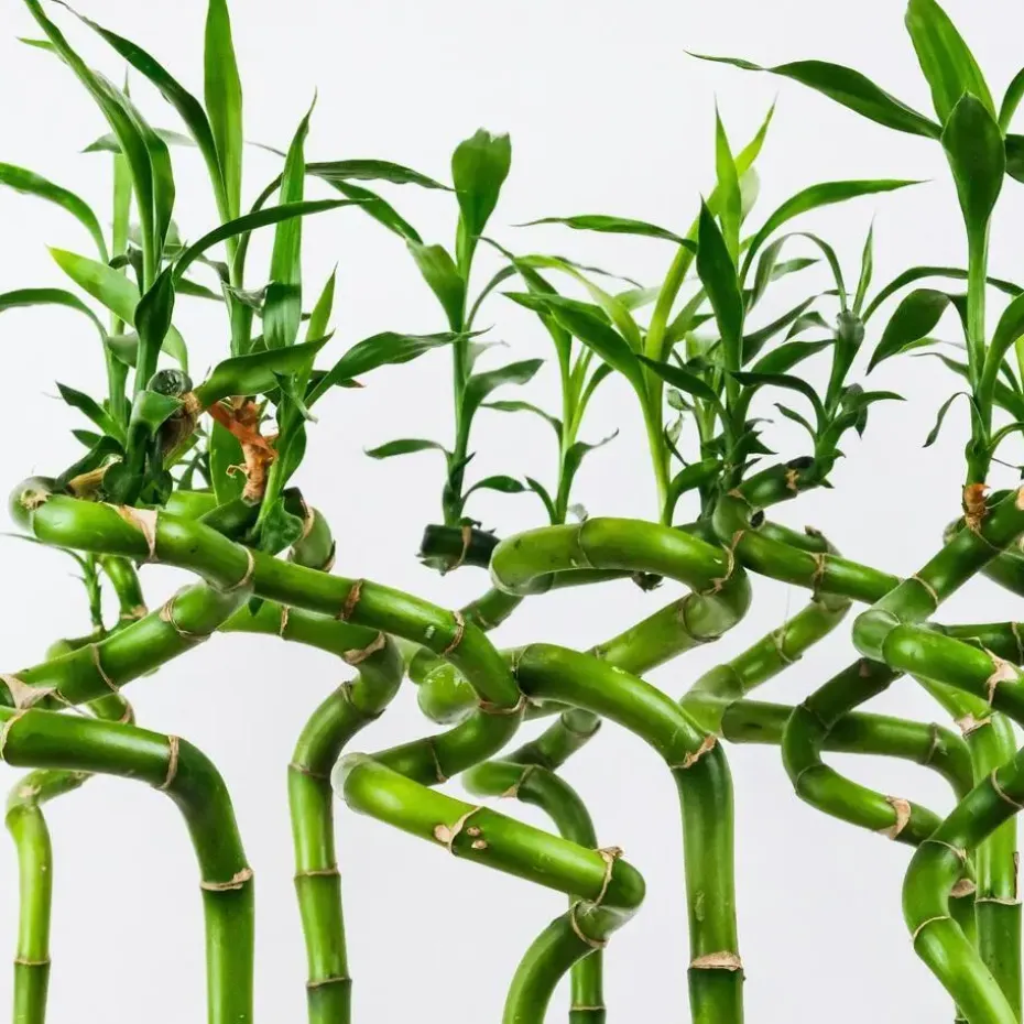 Geluksbamboe - Set van 6 - Dracaena sanderiana - Hoogte 40-50cm - ⌀2cm