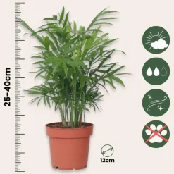 Gemakkelijke kamerplanten - Set van 4 - Hoogte 25-40cm - ⌀12cm