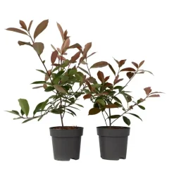 Glansmispel - Set van 2 - Photinia fraseri 'Red Robin' - Hoogte 30-40cm - ⌀17cm