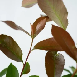Glansmispel - Set van 2 - Photinia fraseri 'Red Robin' - Hoogte 30-40cm - ⌀17cm