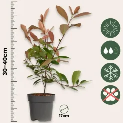 Glansmispel - Set van 2 - Photinia fraseri 'Red Robin' - Hoogte 30-40cm - ⌀17cm