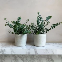 Gomboom - Set van 2 - Eucalyptus 'Pulverulenta' - Hoogte 25-40cm - ⌀13cm