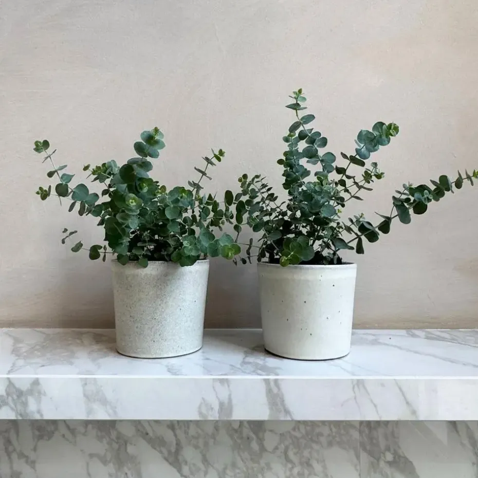 Gomboom - Set van 2 - Eucalyptus 'Pulverulenta' - Hoogte 25-40cm - ⌀13cm